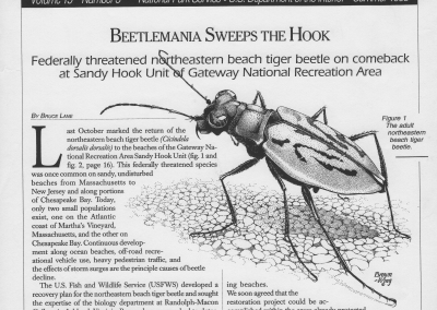 NOrthern tiger beetle cover